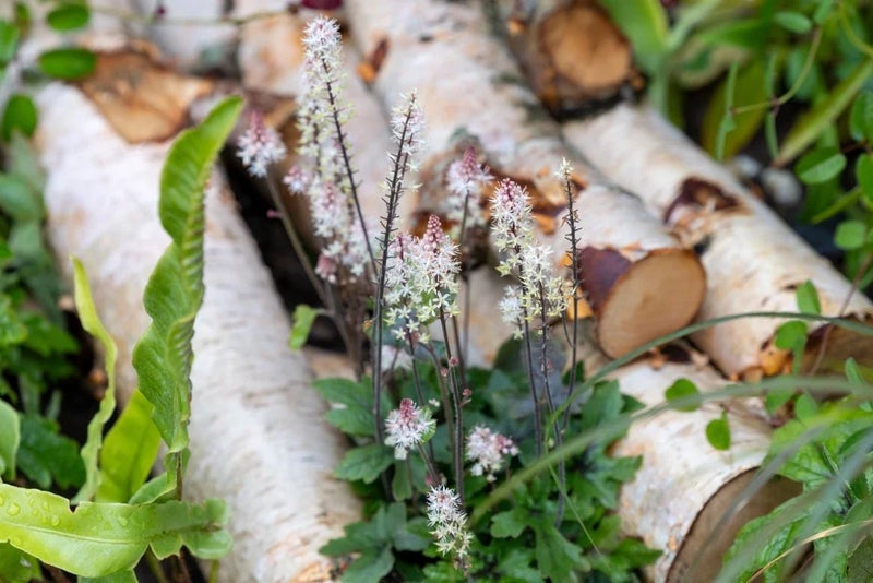 Tiarella-Pink-Skyrocket