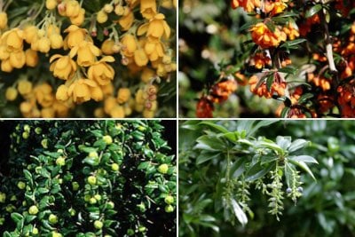 Evergreen berberis by size