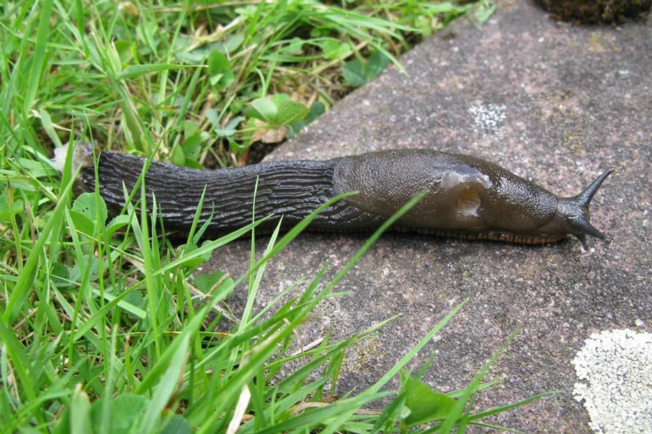 Large black slug