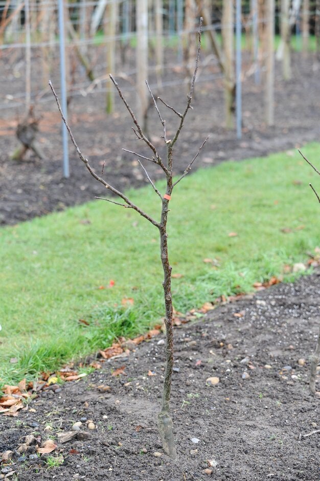 Prune young trees in winter ©RHS\John Trenholm