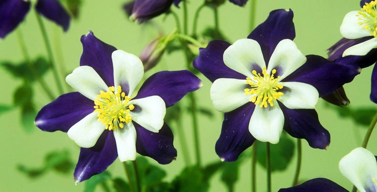 Aquilegia