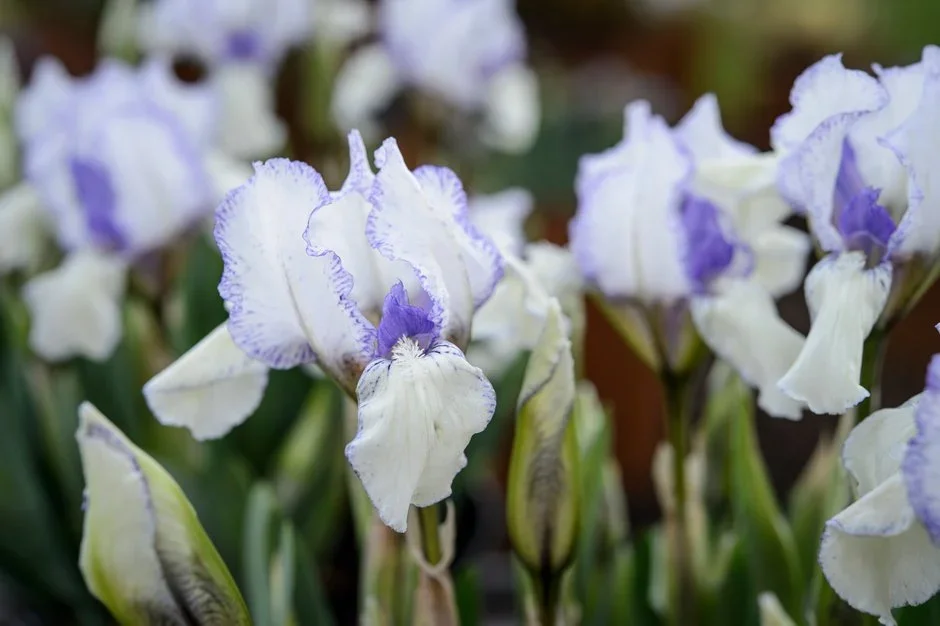 Bean Place Nursery