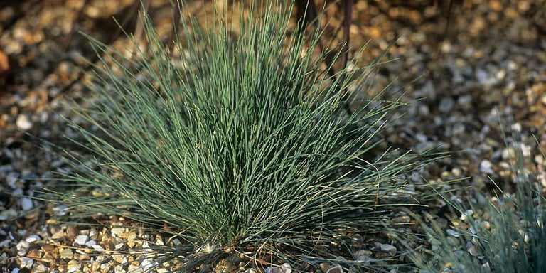 Buy festuca from RHSplants.co.uk