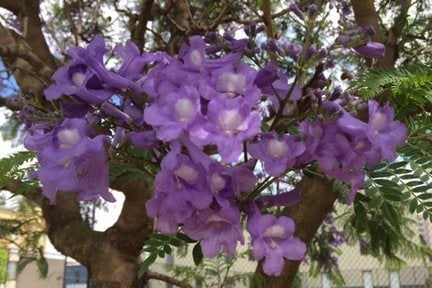Jacaranda | RHS Advice
