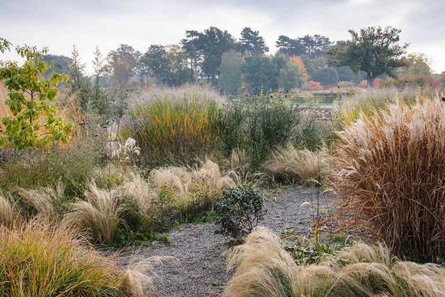 Learn more about ornamental grasses