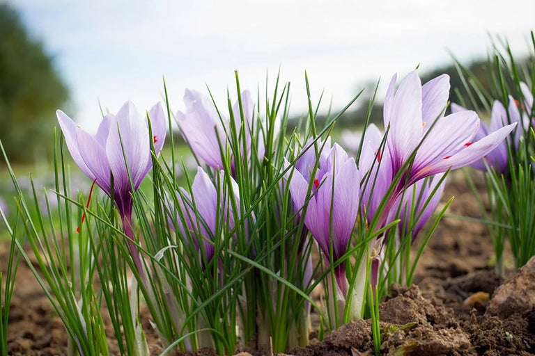 Crocus / RHS Plant Guide
