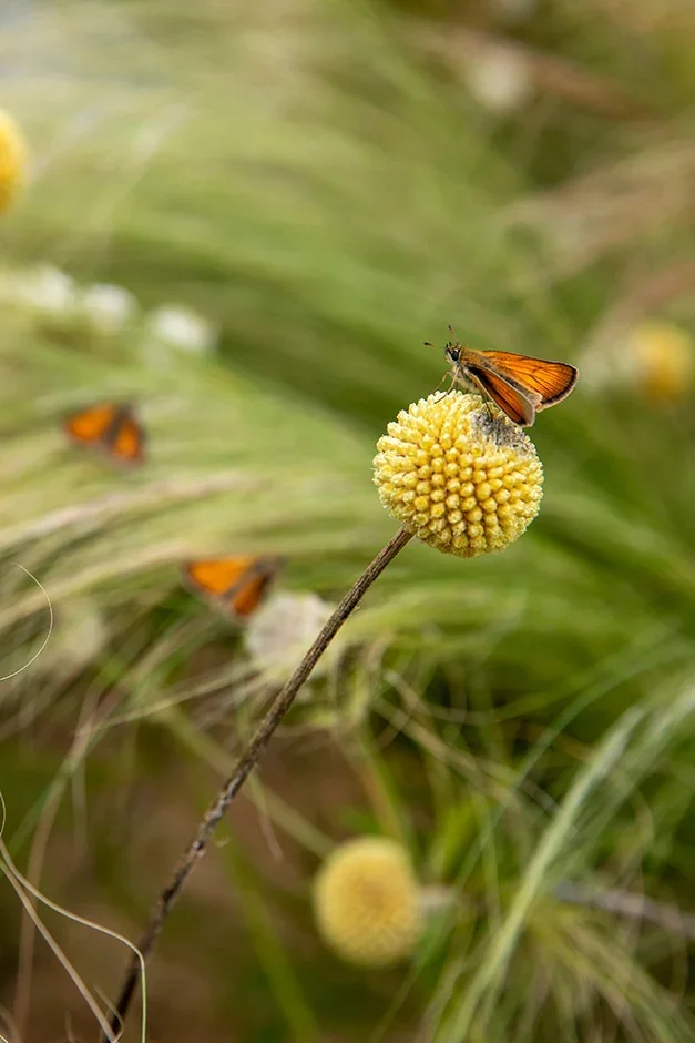 Craspedia globosa