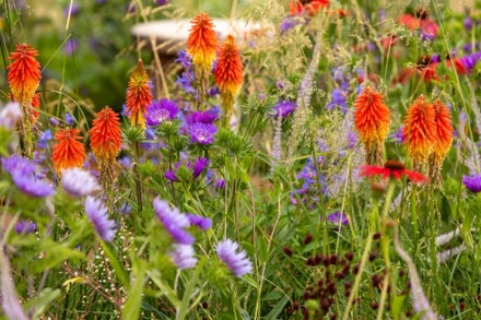 Kniphofia-Stokesia-Mindful-Chefs-Gathering
