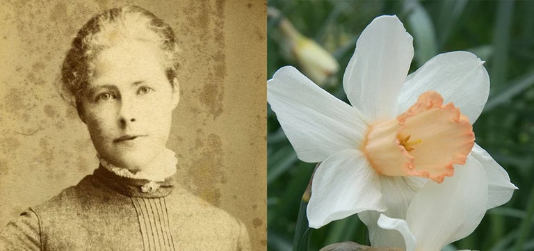 Sarah Backhouse: The ‘genius’ creator of the first true pink daffodil