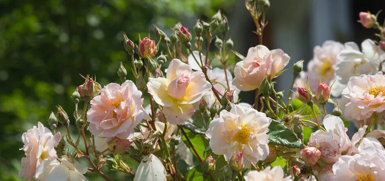 10 award-winning roses for around the door