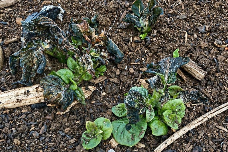 A close-up of a plant