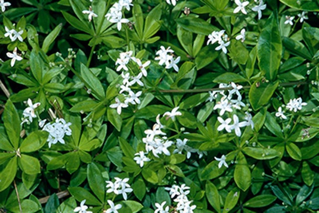 Buy all these plants online