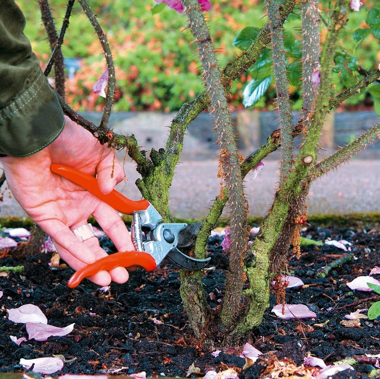 Rose pruning: shrub roses