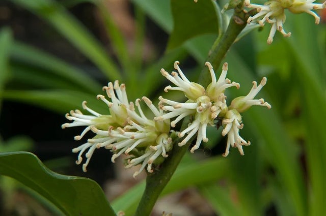 Shrubs for pollinators
