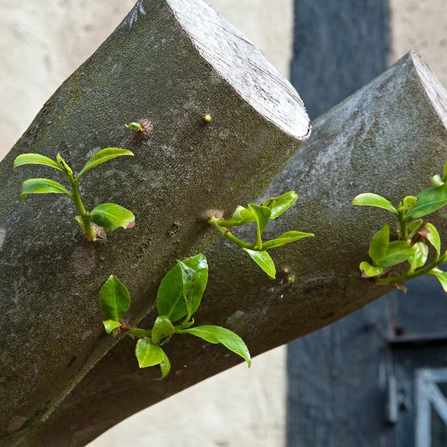 New shoots on <i>Camellia japonica</i> after hard pruning