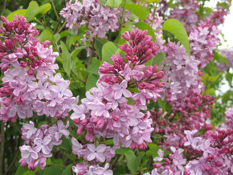Lilac