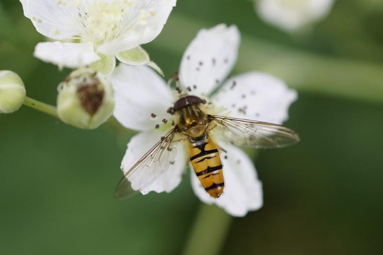 Wildlife gardening