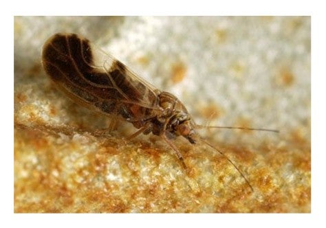 Elaeagnus sucker