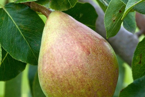 'Doyenné du Comice' AGM