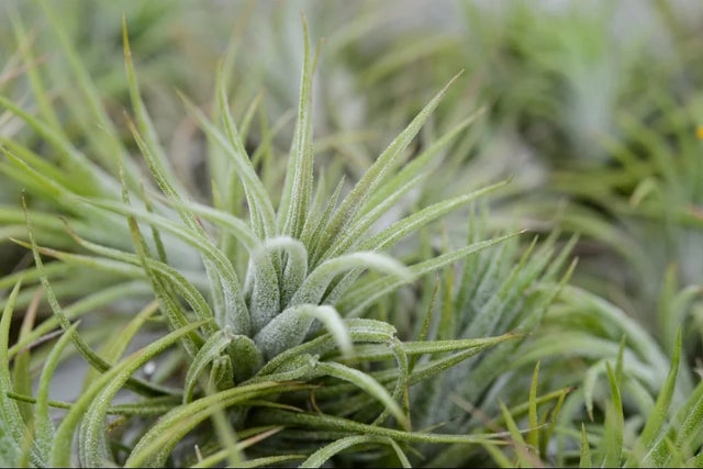 Buy tillandsias from RHS Plants Shop