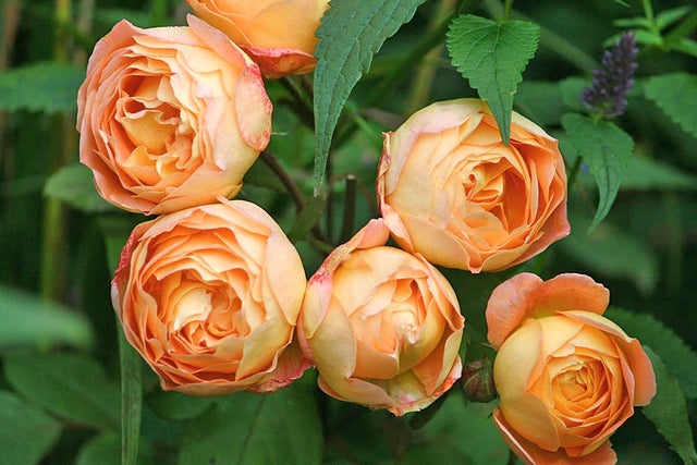 RHS Plant Trials and Awards