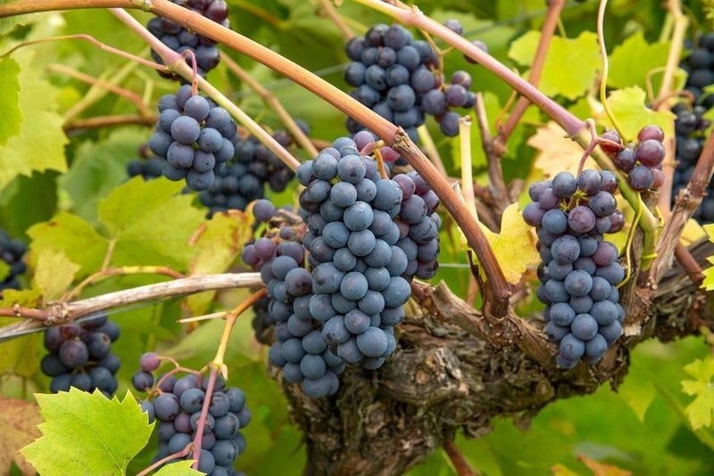 How to grow grapes | RHS Guide