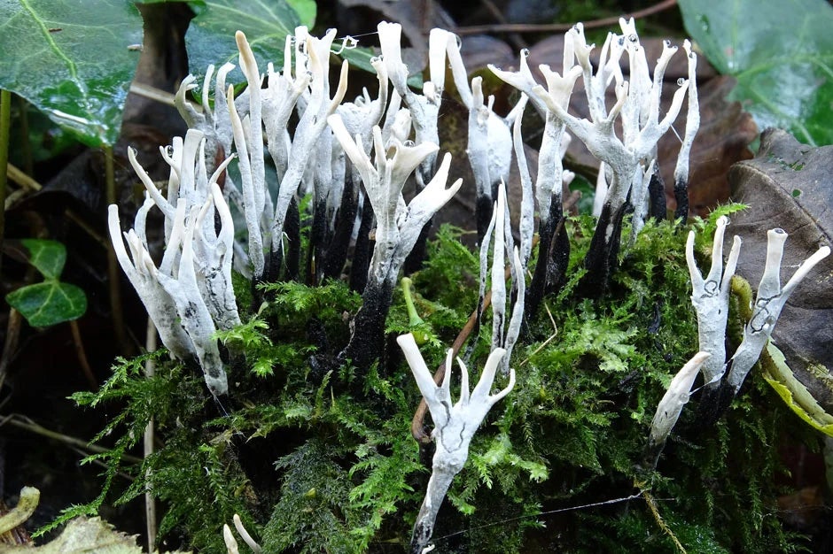 Candlesnuff Fungus (Xylaria hypoxylon) 