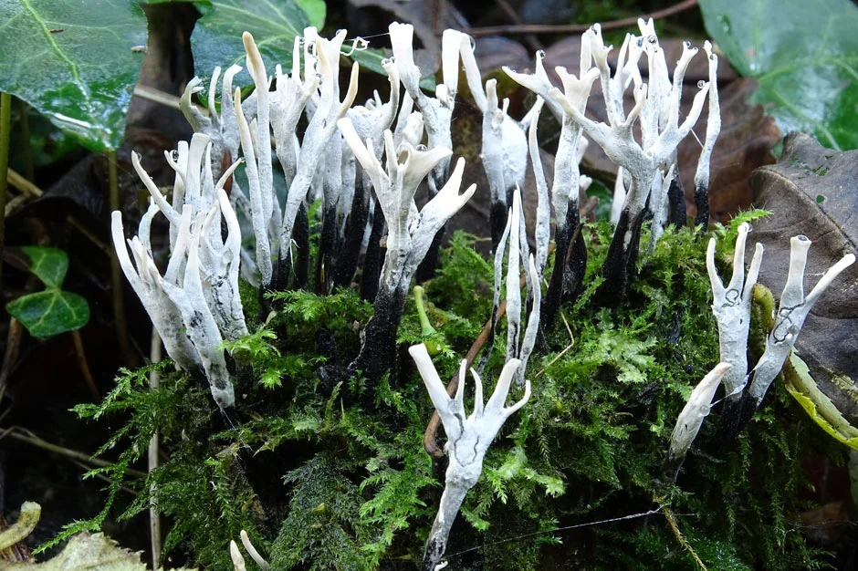 Candlesnuff Fungus (Xylaria hypoxylon)