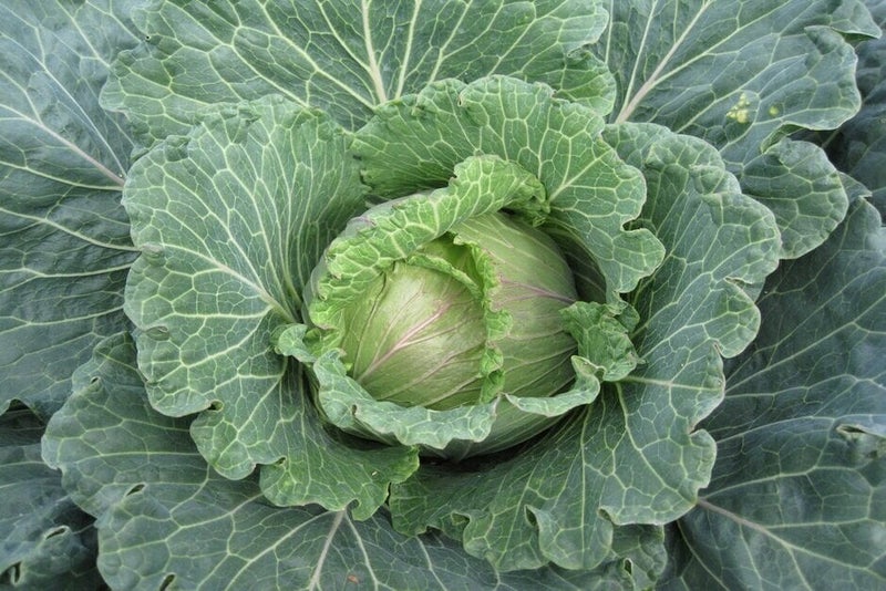 How to grow Cabbages | RHS Guide