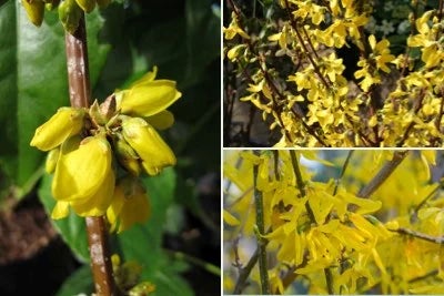 Forsythia for hedging