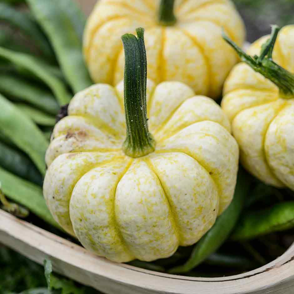 Drought-Resistant Gardening Tips | RHS Advice