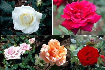Floribunda roses