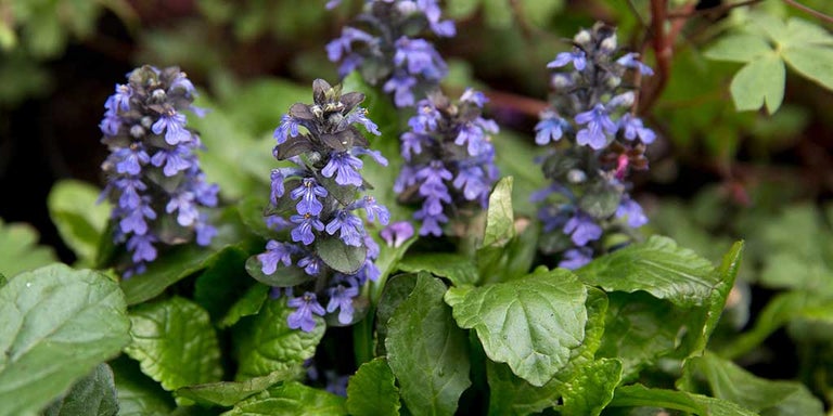 Buy ajugas from RHSplants.co.uk