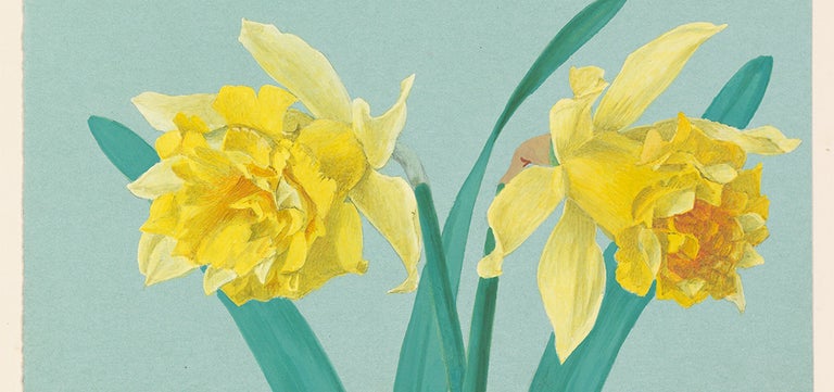 Narcissus ‘Telamonius Plenus’ – the resilient daffodil