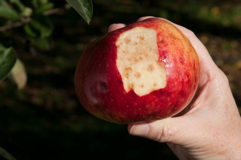 Bitter Pit Rhs Nutrient deficiencies | RHS Advice