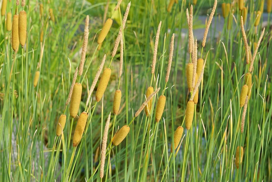 Potentially invasive plants | RHS Advice