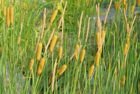 Potentially invasive plants | RHS Advice