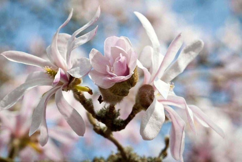 Delightfully scented