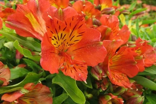 Woburn Farm Plants Ltd