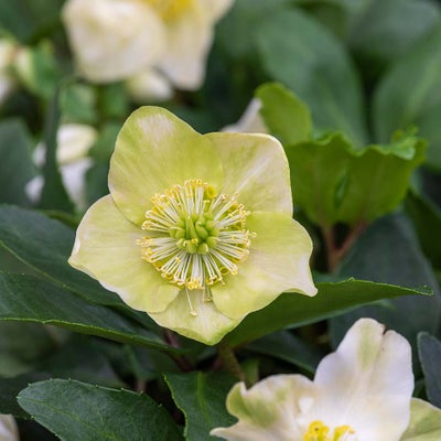 <i>Helleborus niger</i> 'Christmas Carol'