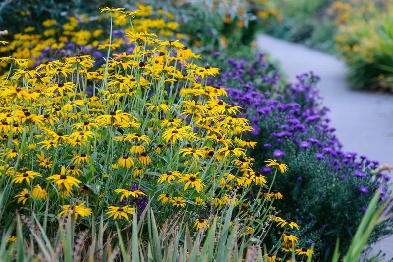 Rudbeckia fulgida var. deamii