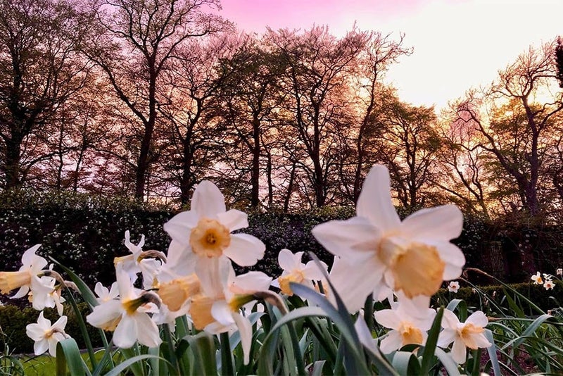 Red and pink daffodils