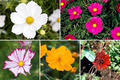 Cosmos / RHS Plant Guide