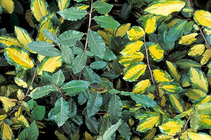 Plant Mutations: What Gardeners Should Know | RHS Advice