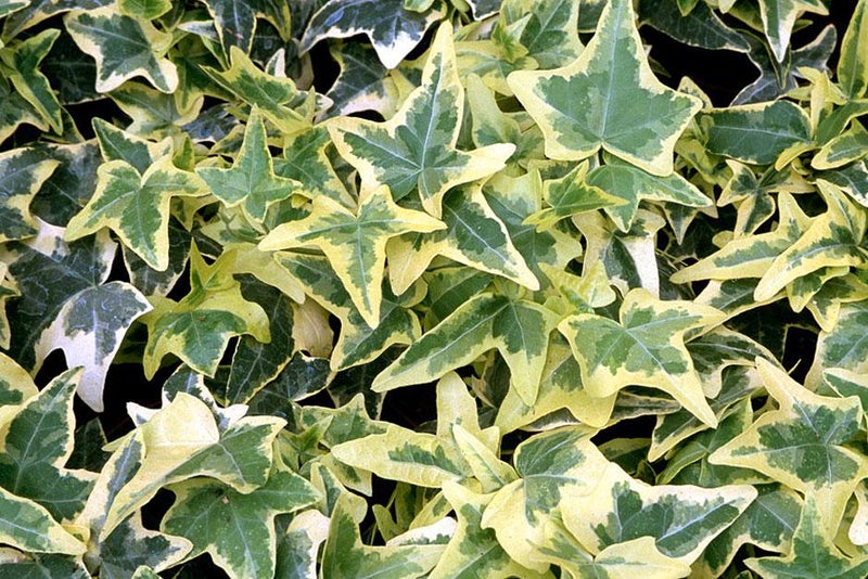 Colourful ivy