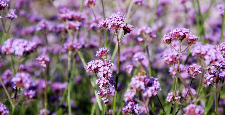 Verbena