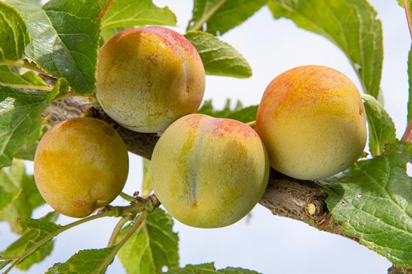 'Cambridge Gage' AGM