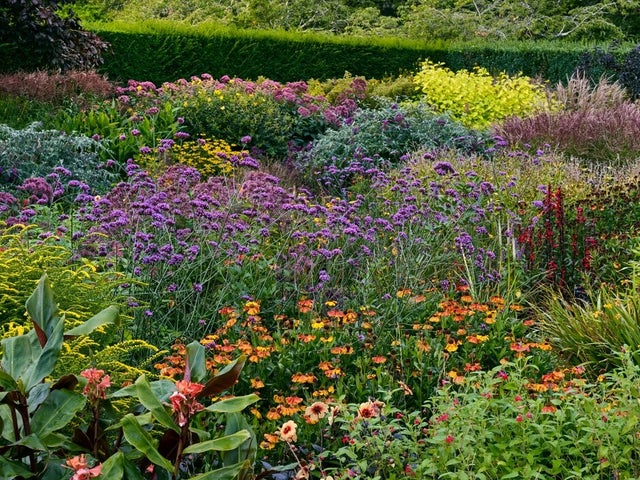 Growing perennials