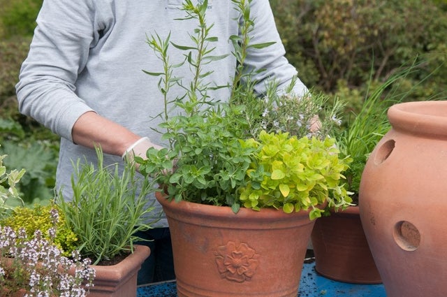 Sustainable container gardening tips