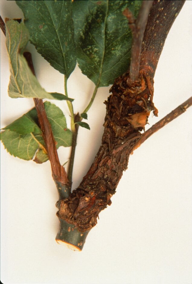 Apple canker